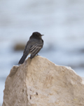 Black Phoebe 5569